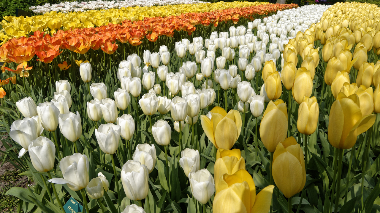 20140423 112256 Keukenhof Gardens, Lisse, South Holland, Netherlands
